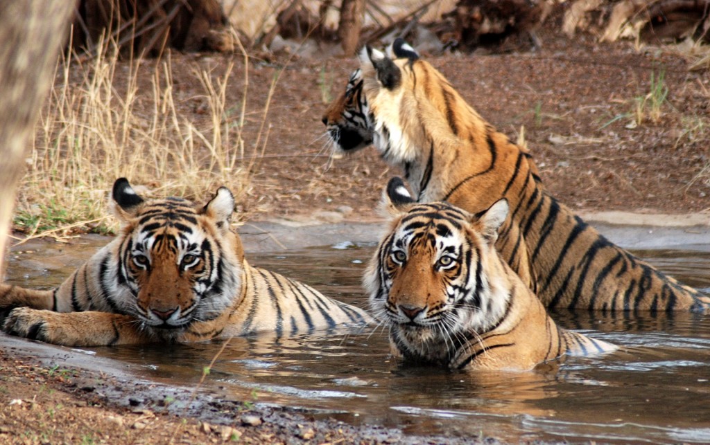 Sunderbans